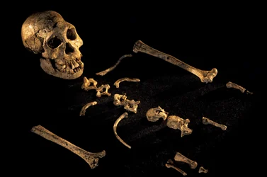 Vier Fuß sieben Zoll großes zusammengesetztes Skelett von Individuen, die in Dmanisi gefunden wurden, 2008 (Foto)