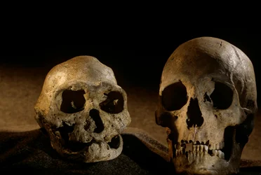 Homo erectus Schädel, zahnlos, und moderner menschlicher Schädel, Dmanisi
