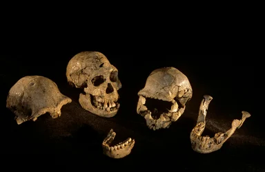 Schädel und Unterkiefer aus Dmanisi, Dmanisi, Georgien Homo Erectus Fundstätte