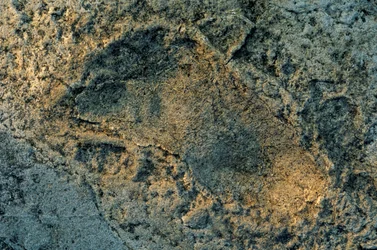 Menschenähnliche Füße, Laetoli-Spuren, DOH; Die ersten Schritte, 3,6 Millionen Jahre alt, Fußabdruck