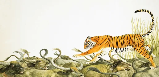 Ein Tiger rennt über die Rücken von Büffeln