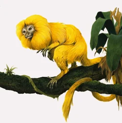 M für Marmoset