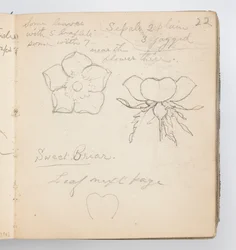 Skizzenbuchseite: Süßbriar