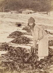 Ainu-Frau beim Ernten von Seetang, ca. 1900