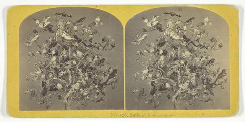 Vögel von Neuengland, 1855-75. Schöpfer: Kilburn Brothers, BW Kilburn