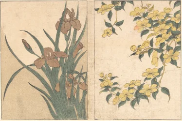 Kirschblüten und Schwertlilien, aus dem illustrierten Buch Blumen der vier Jahreszeiten, 1801