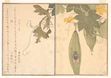 Grashüpfer (Kirigirisu); Zikade (Semi), aus dem Bilderbuch der kriechenden Geschöpfe (Ehon mushi erami)