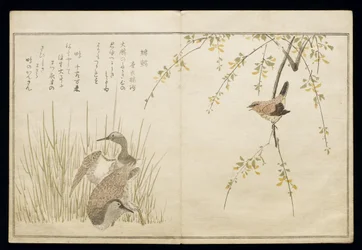 P.332-1946 Vol.1 f.5 Zaunkönig und ein Paar Schnepfen, aus einem Album 