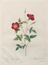 Rosa Indica Stelligera