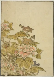 Herbstblumen: Pfingstrosen und Glockenblumen, aus dem Buch "Spiegel der schönen Frauen der Vergnügungsviertel (Seiro bijin awase sugata kagami)," Bd. 2