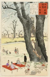 Koganei, Kirschblüten
