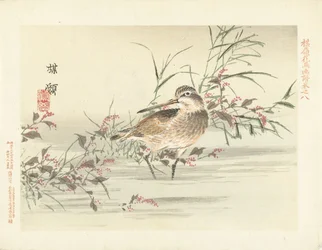 Schnepfe