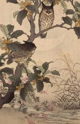 Zwei Eulen in einem Baum aus Bunrei Kacho Gafu von Kono Bairei (1844-95), veröffentlicht 1885