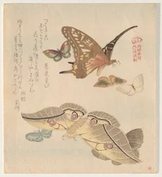 Schmetterlinge und Motten, aus der Serie A Flock of Butterflies (Gunchō Gafu)