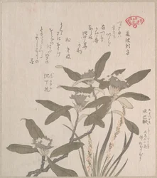 Duft-Seidelbast und Mojisuri-so