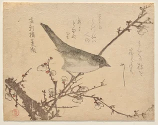 Grasmücke auf einem Pflaumenzweig