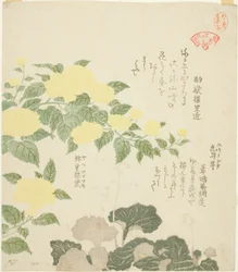 Gelbe Rosen (Yae yamabuki) und Kriechende Steinbrech (Yukinoshita), aus der Serie "Sammlung von Pflanzen für den Kasumi-Dichtkreis (Kasumi-ren somoku awase)"