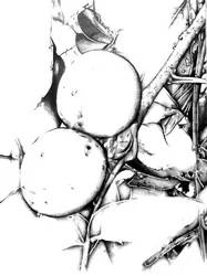 Botanische Fruchtskizze