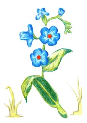 Zarte Blaue Blüten