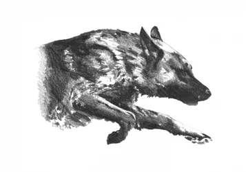 Dynamischer Wolf auf der Jagd