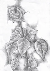 Elegante Rosenskizze