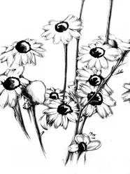 Florale Naturkunst Zeichnung Skizze 15