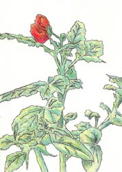 Rote Blütenknospe