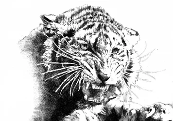 Brüllender Tiger