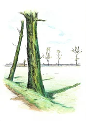 Hohe Bäume, lange Schatten