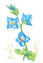 Lebendige Blaue Blüten