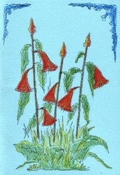 Lebendige Rote Glockenblumen