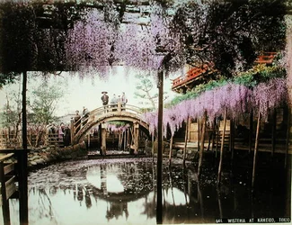 Blauregen in Kameido, Tokio