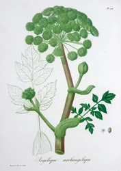 Angelica Archangelica Garten-Engelwurz, 1821