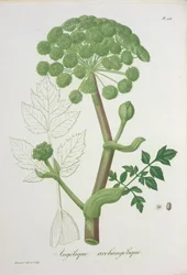Angelica Archangelica aus 