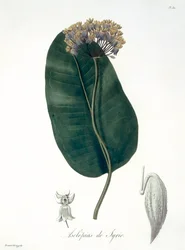 Asclepias Syriaca aus 