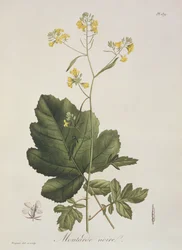 Brassica nigra aus 