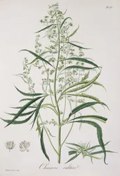 Cannabis Sativa aus 