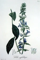 Lobelia Siphilitica aus 