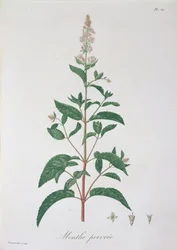 Mentha Piperita aus 