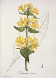 Gelber Enzian aus 