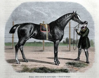 Das englische Rennpferd Eclipse. Illustration von Rouyer.