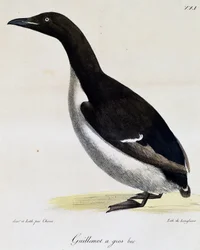 Dickschnabellumme, aus Voyage pittoresque autour du monde