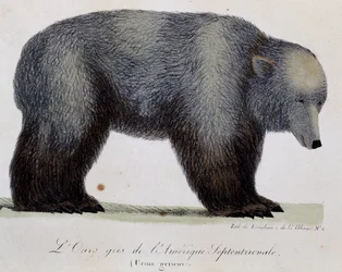 Grauer Bär (Ursus griseus), aus Voyage pittoresque autour du monde