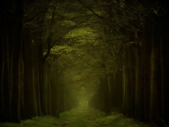 Dunkler Waldweg