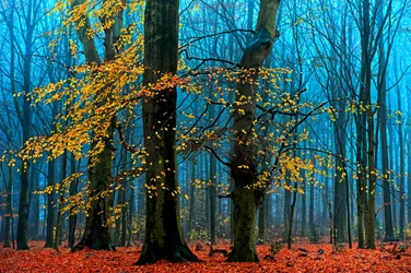 Nebliger Herbstwald