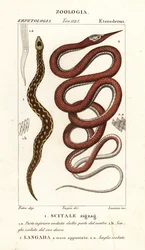 Sägeschuppenotter, Echis carinatus 1, und Madagaskar-Blattnasenschlange, Langaha madagascariensis 2