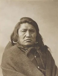 Tauber Stier, ca. 1880