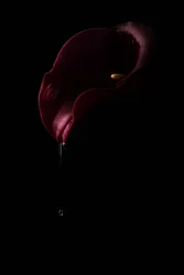 Tiefrote Calla Tropfen