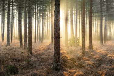 Mirkwood