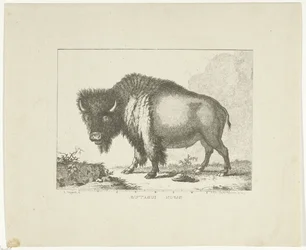 Bison